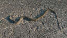 Image of buff striped keelback