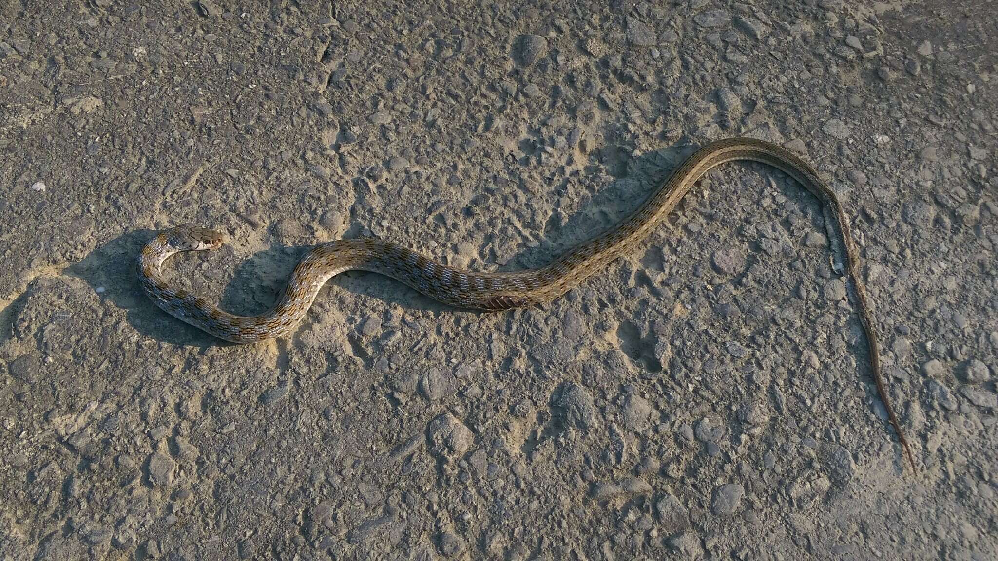 Image of buff striped keelback