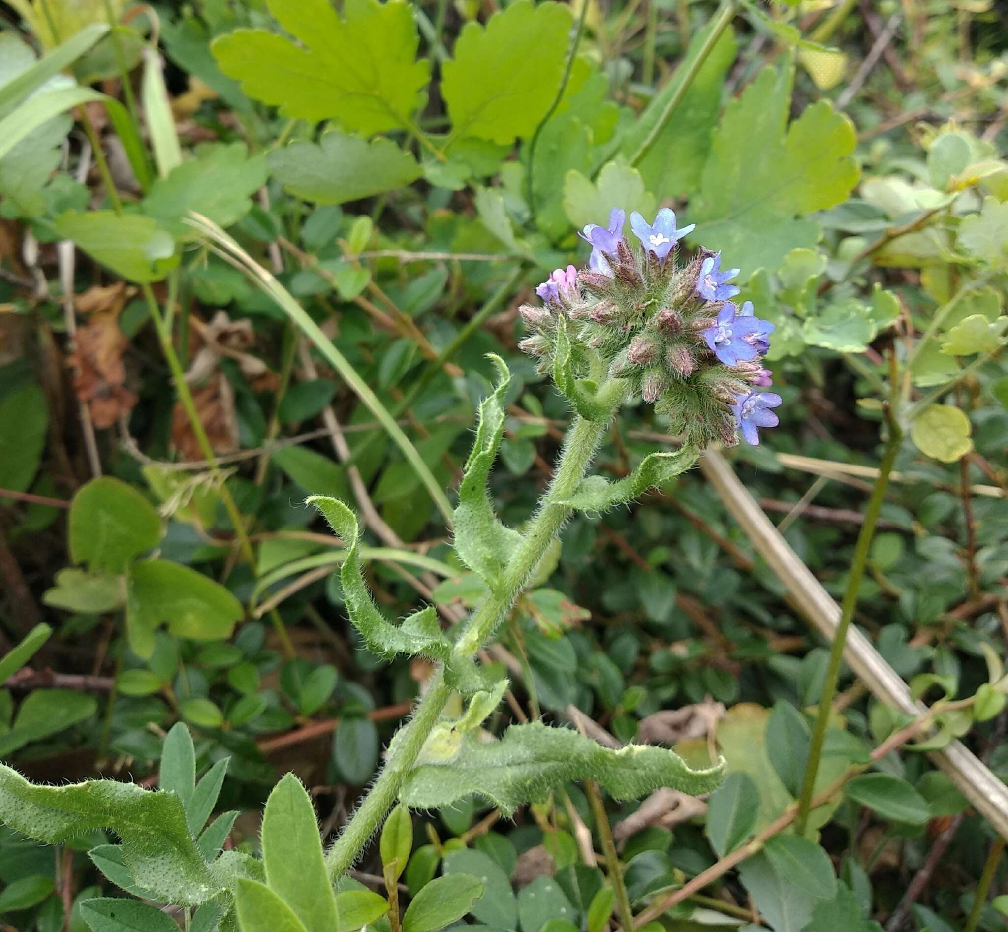 Image of Anchusa procera Bess. ex Link