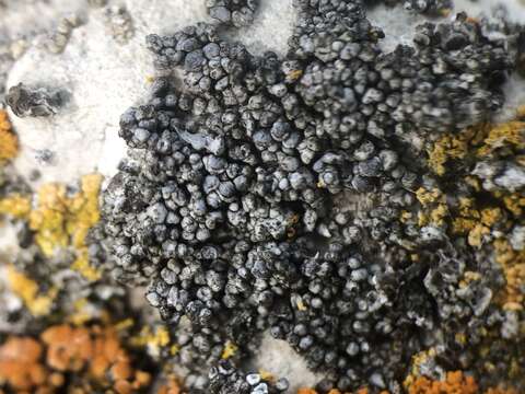 Слика од Toninia sedifolia (Scop.) Timdal