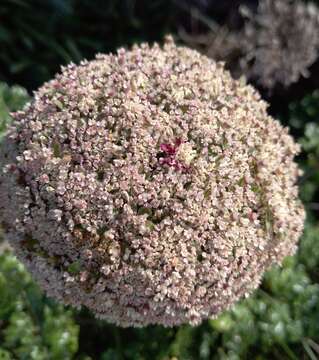 Image of Daucus carota subsp. halophilus (Brot.) A. Pujadas