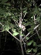 Image of Large Frogmouth