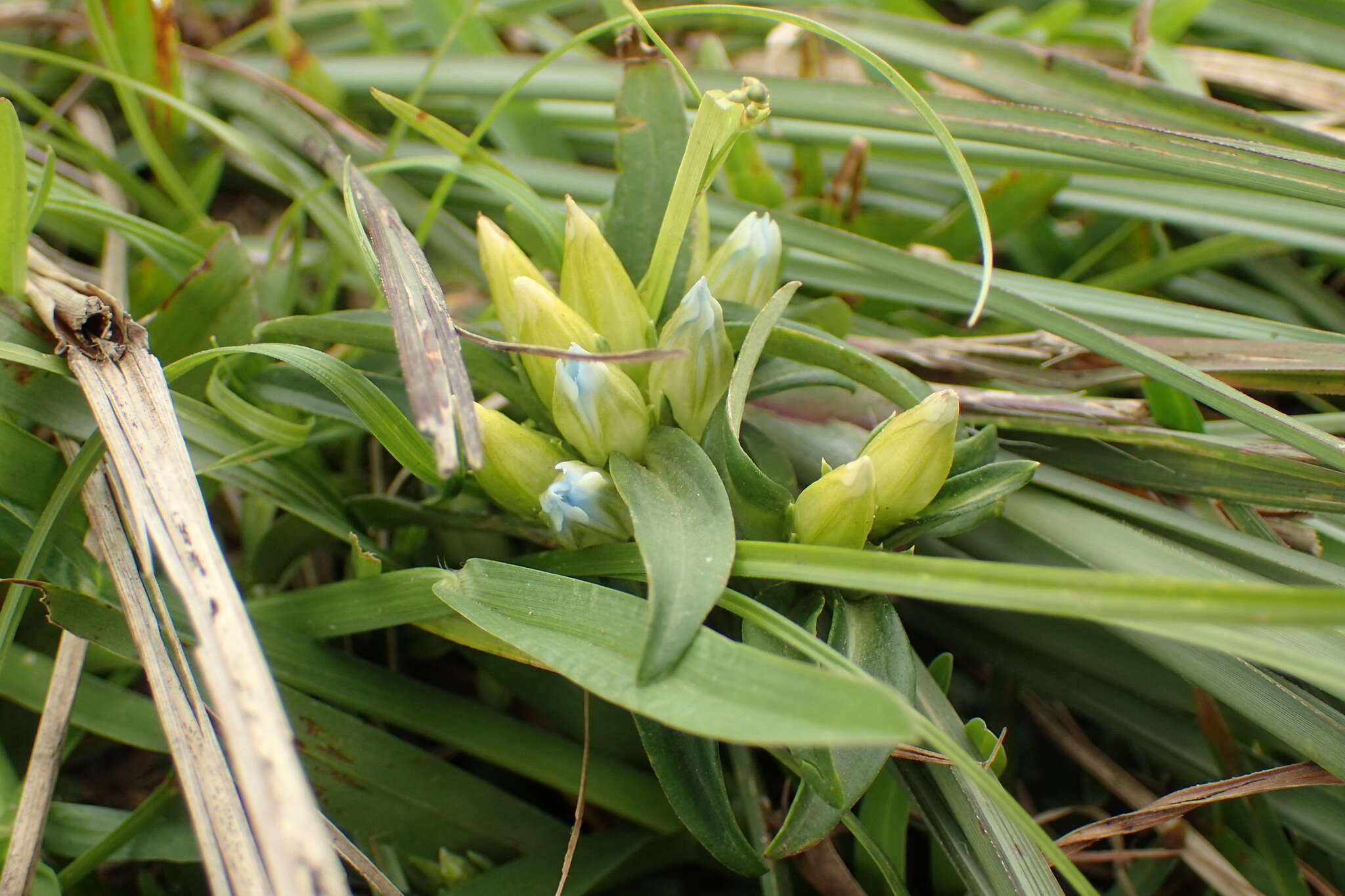 Image de Gentiana davidii var. formosana (Hayata) T. N. Ho