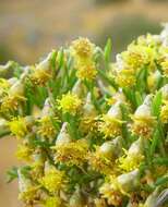 Image of Gilberta tenuifolia Turcz.