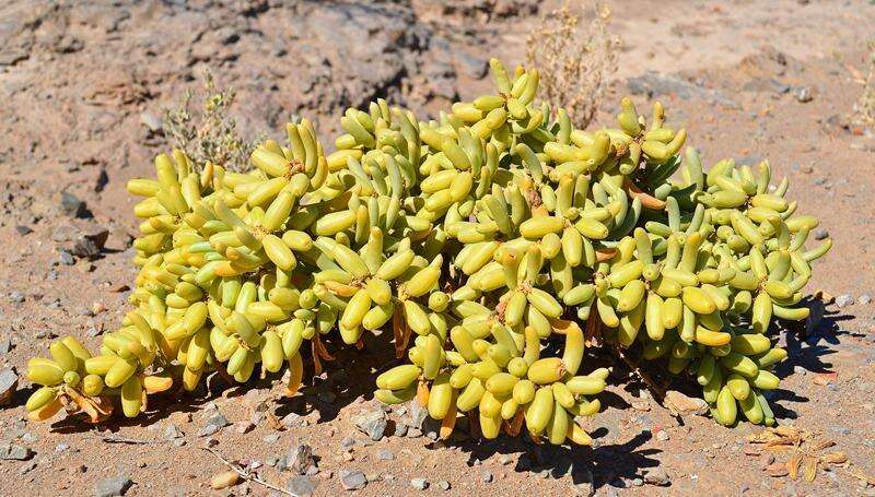 صورة Augea capensis Thunb.