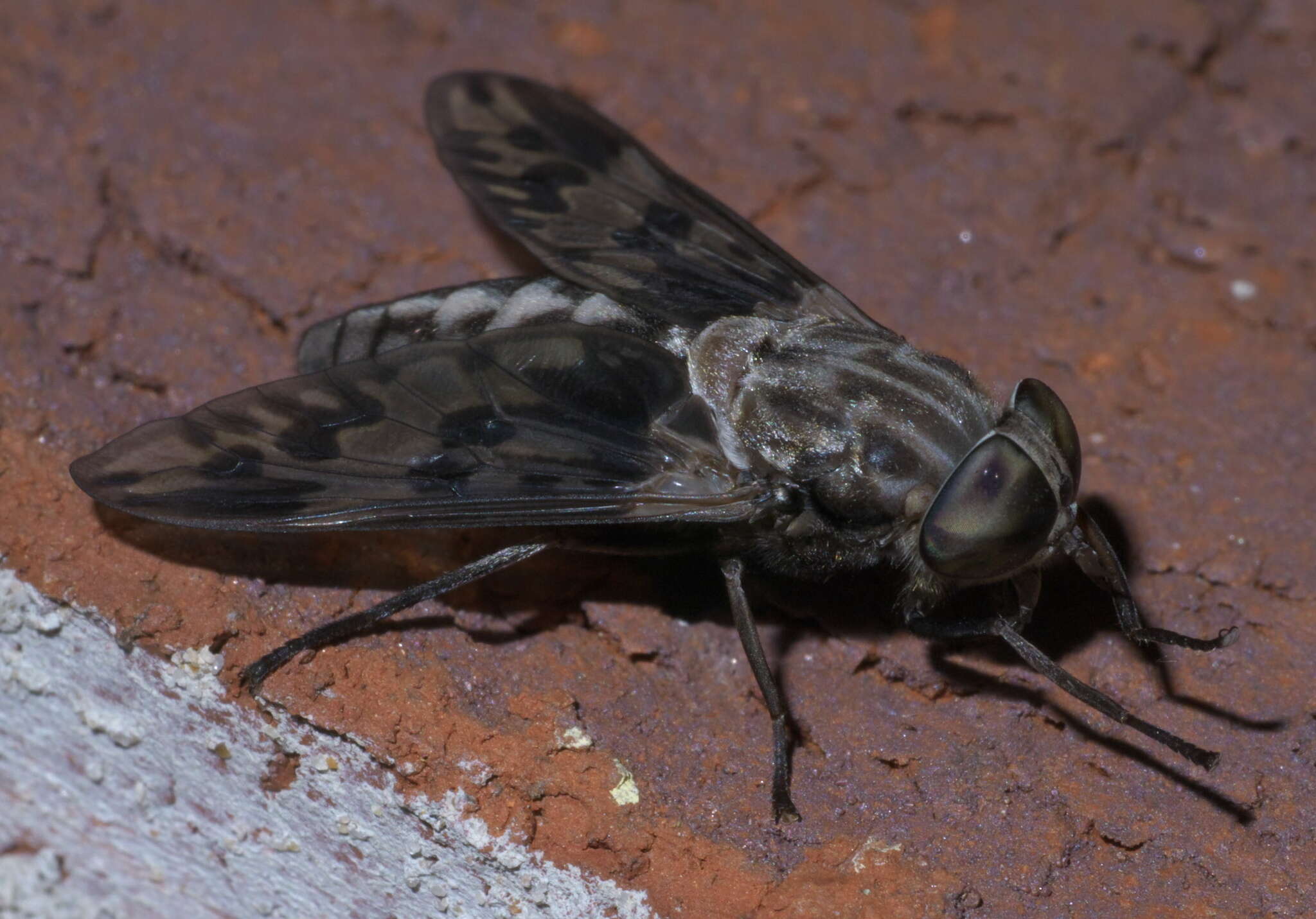 Imagem de Tabanus venustus Osten Sacken 1876