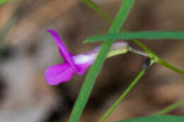 Image of longleaf cologania