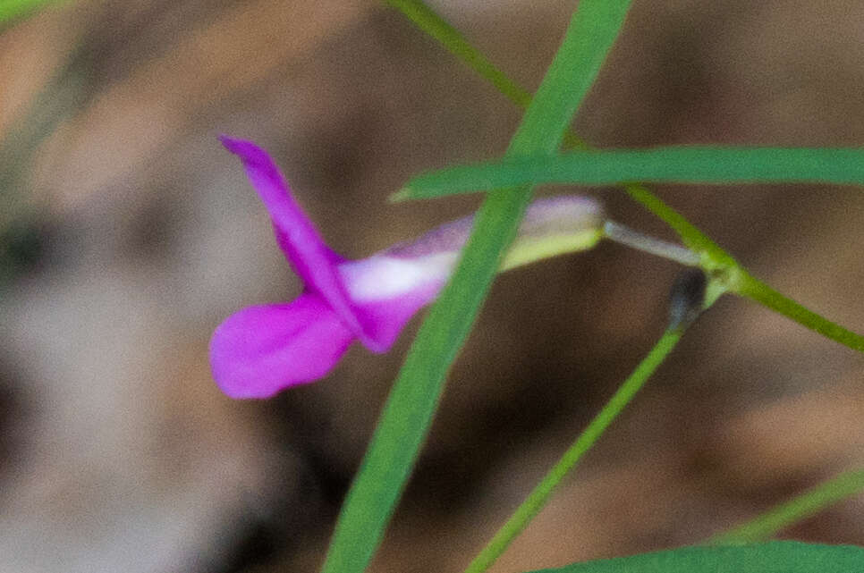 Image of longleaf cologania