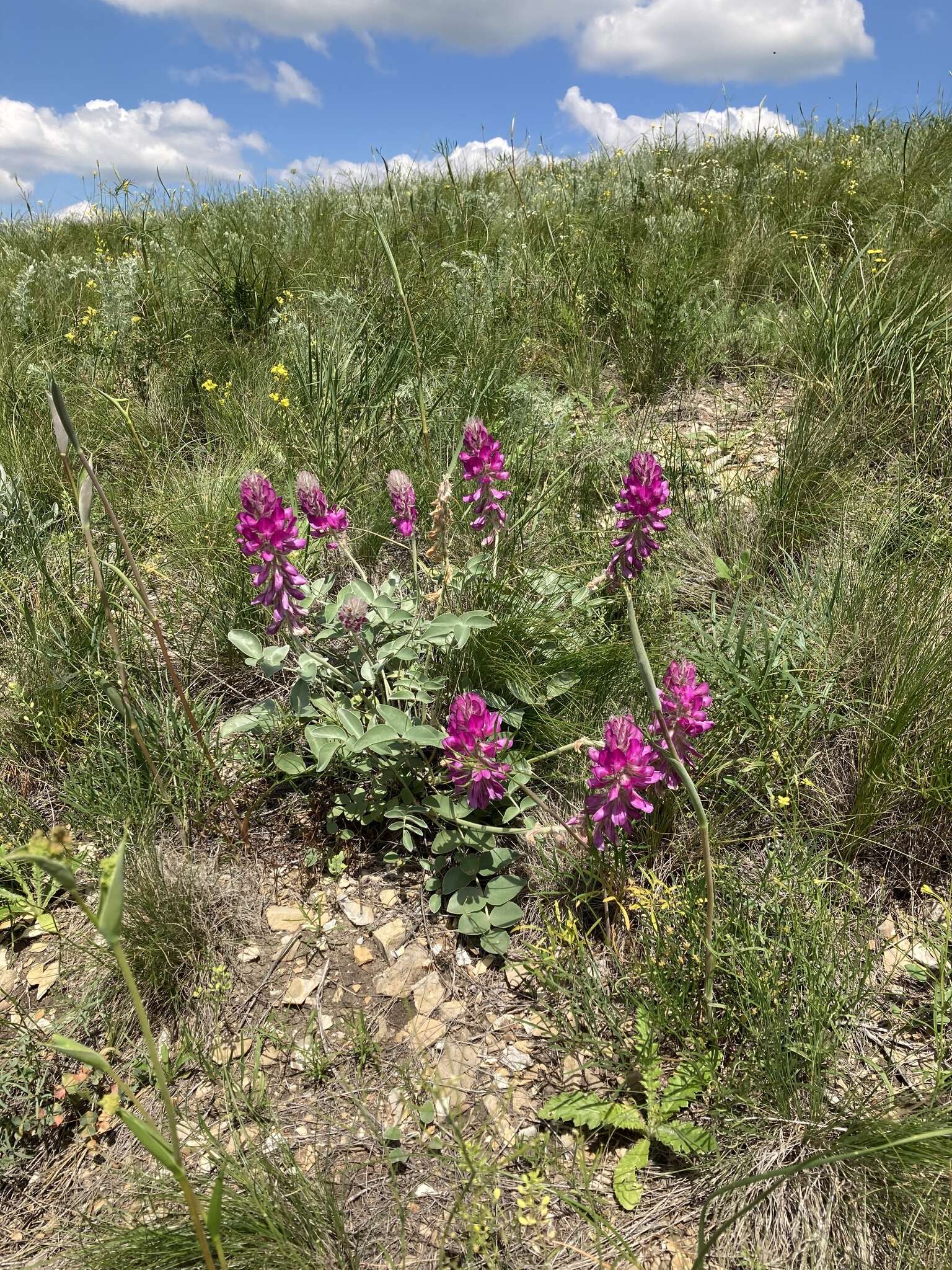 Plancia ëd Hedysarum argyrophyllum Ledeb.