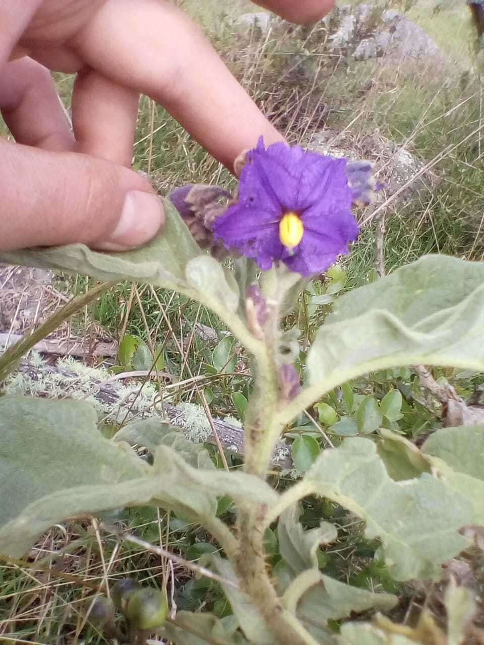 Image of Solanum crinitipes Dun.