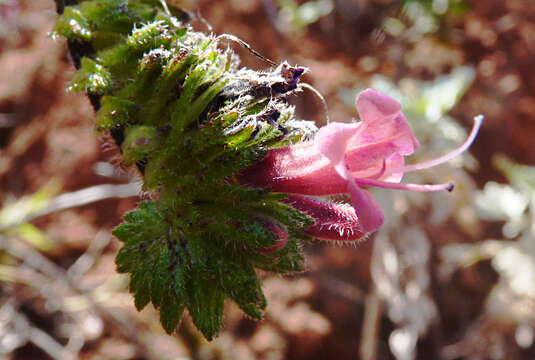 Image of Echium stenosiphon Webb
