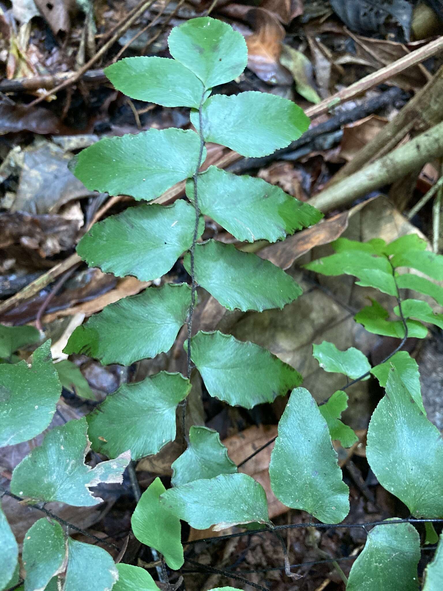 Adiantum petiolatum Desv.的圖片