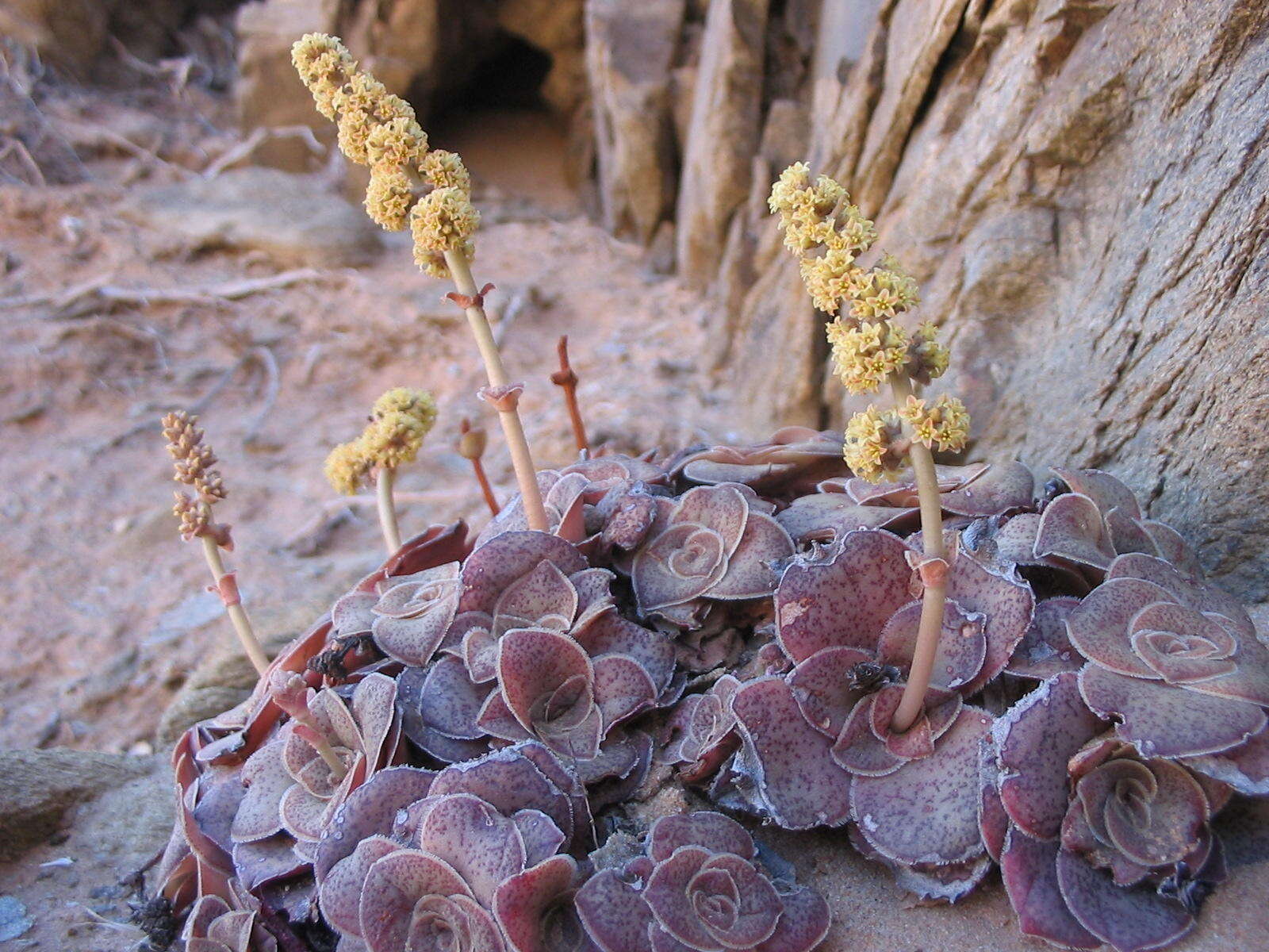 Image of Crassula pseudohemisphaerica Friedrich