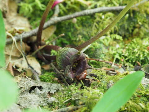 Image of Asarum tohokuense Yamaji & Ter. Nakam.