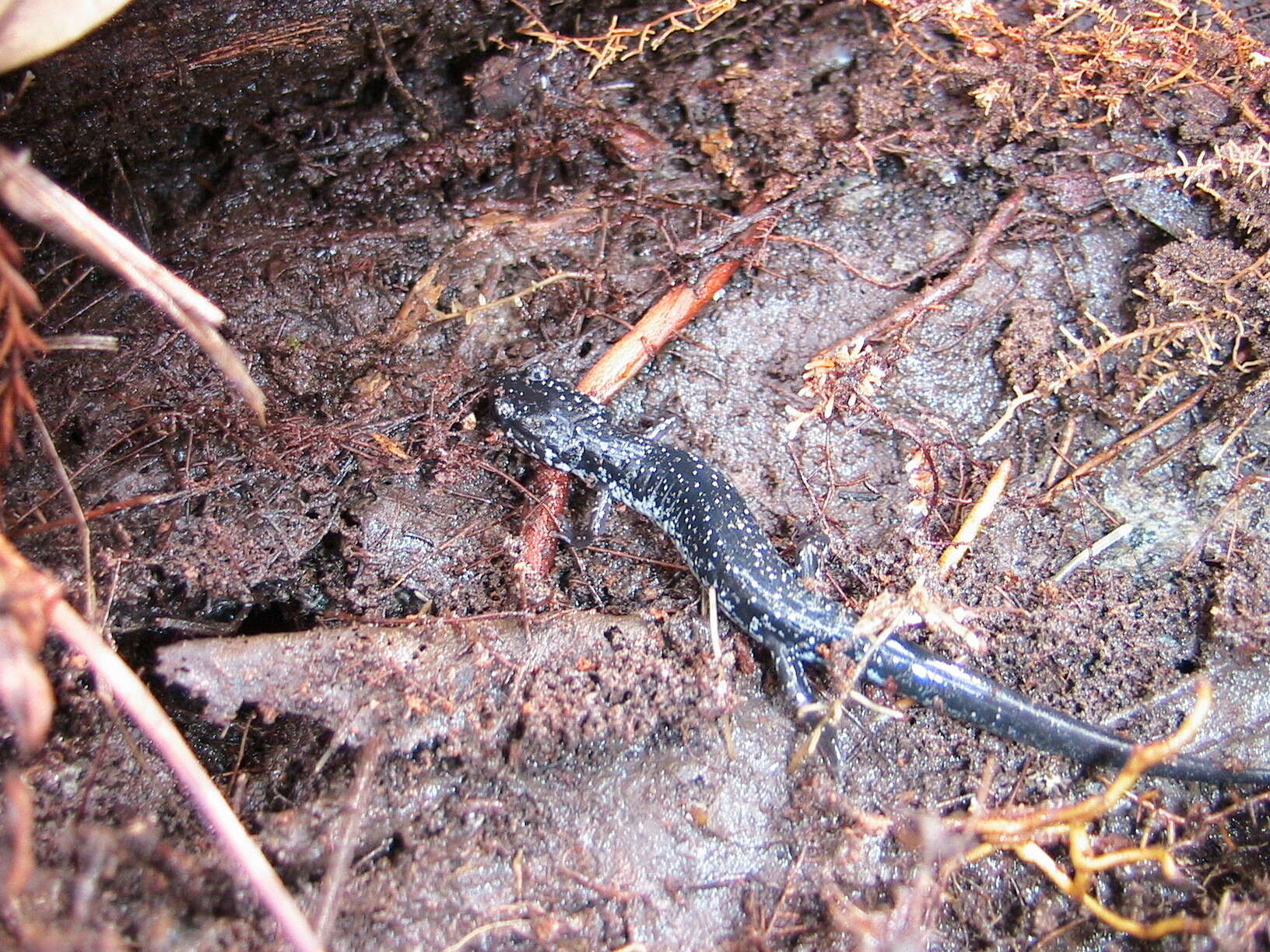 Plethodon chlorobryonis Mittleman 1951 resmi