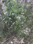 Image of Clematis linearifolia Steud.