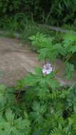 Image of Geranium nepalense Sweet