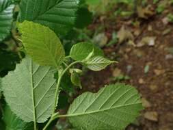 Image of Corylus sieboldiana var. sieboldiana