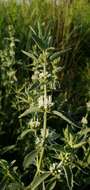 Image of horehound