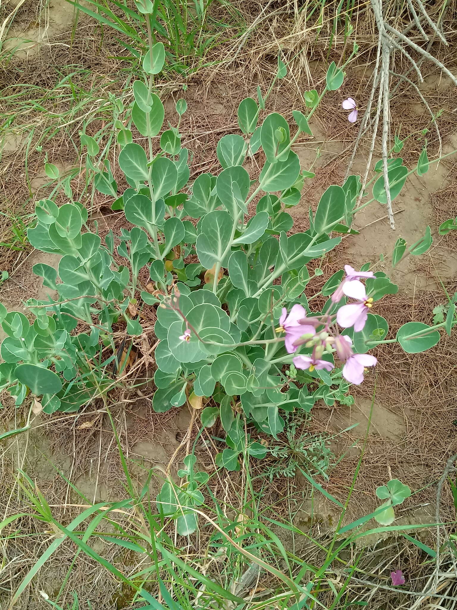 Imagem de Moricandia suffruticosa (Desf.) Coss. & Durieu