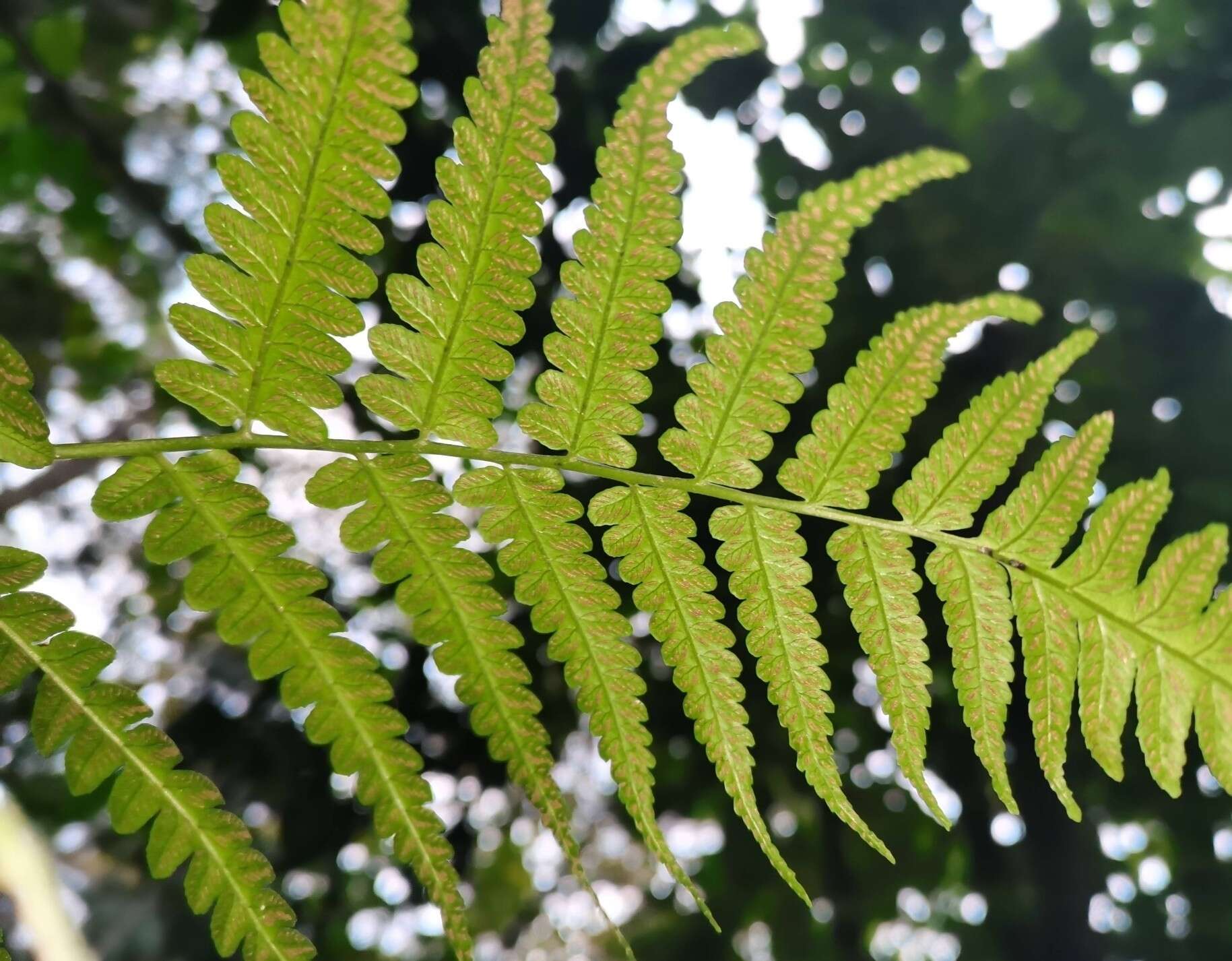 Imagem de Diplazium virescens Kunze