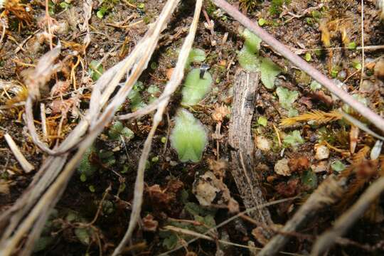 Image of Riccia cartilaginosa Steph.