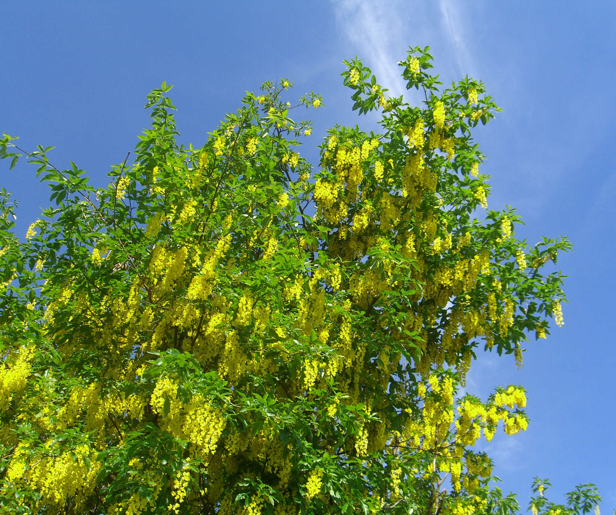 Image of Common Laburnum