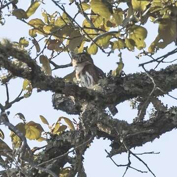 Image of <i>Glaucidium <i>gnoma</i></i> gnoma