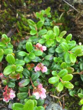 Image of northern mountain cranberry