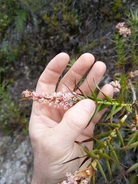 Image de Dracophyllum strictum Hook. fil.