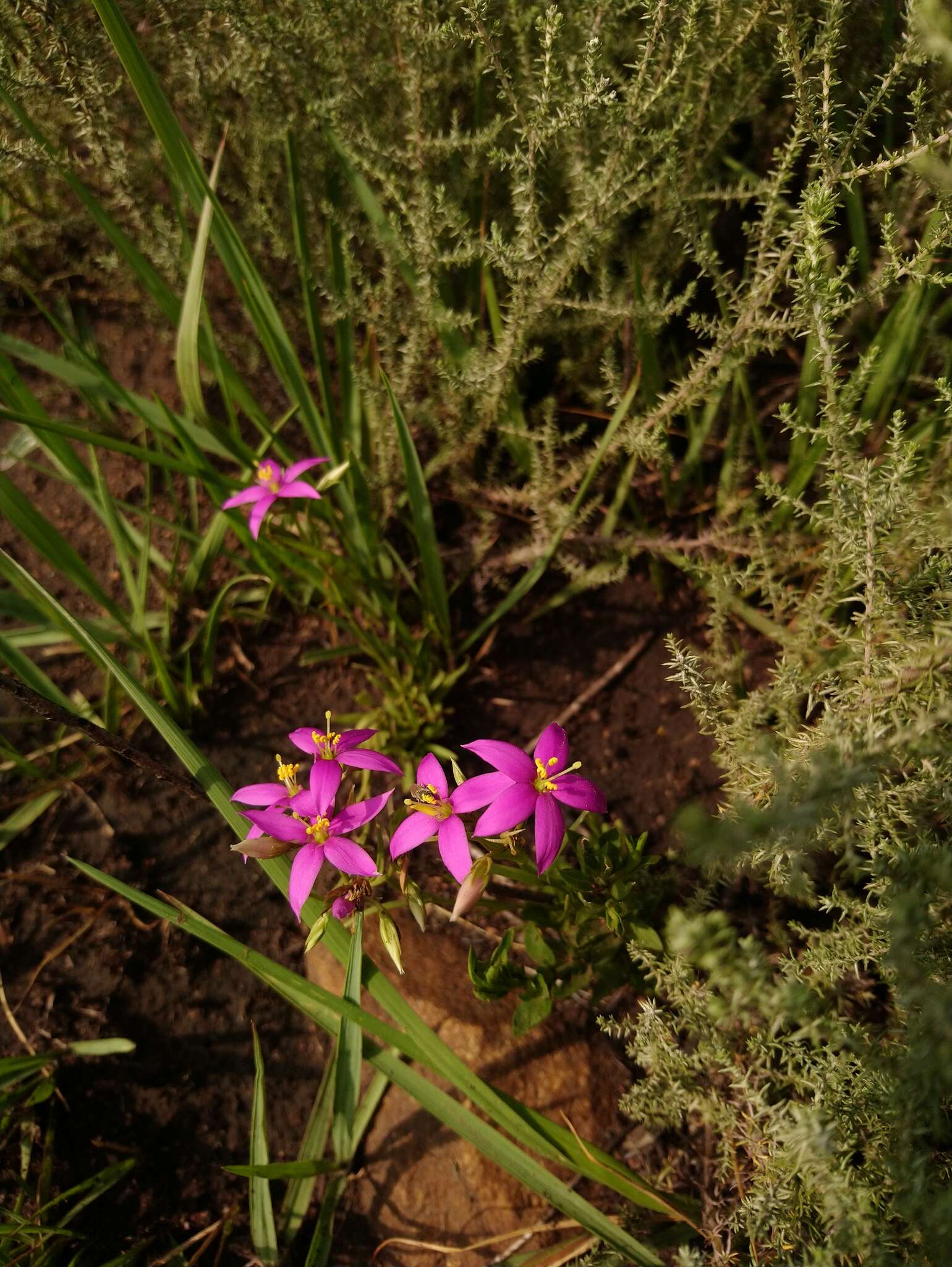 Image of Pink star