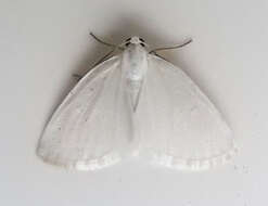 Image of White Spring Moth