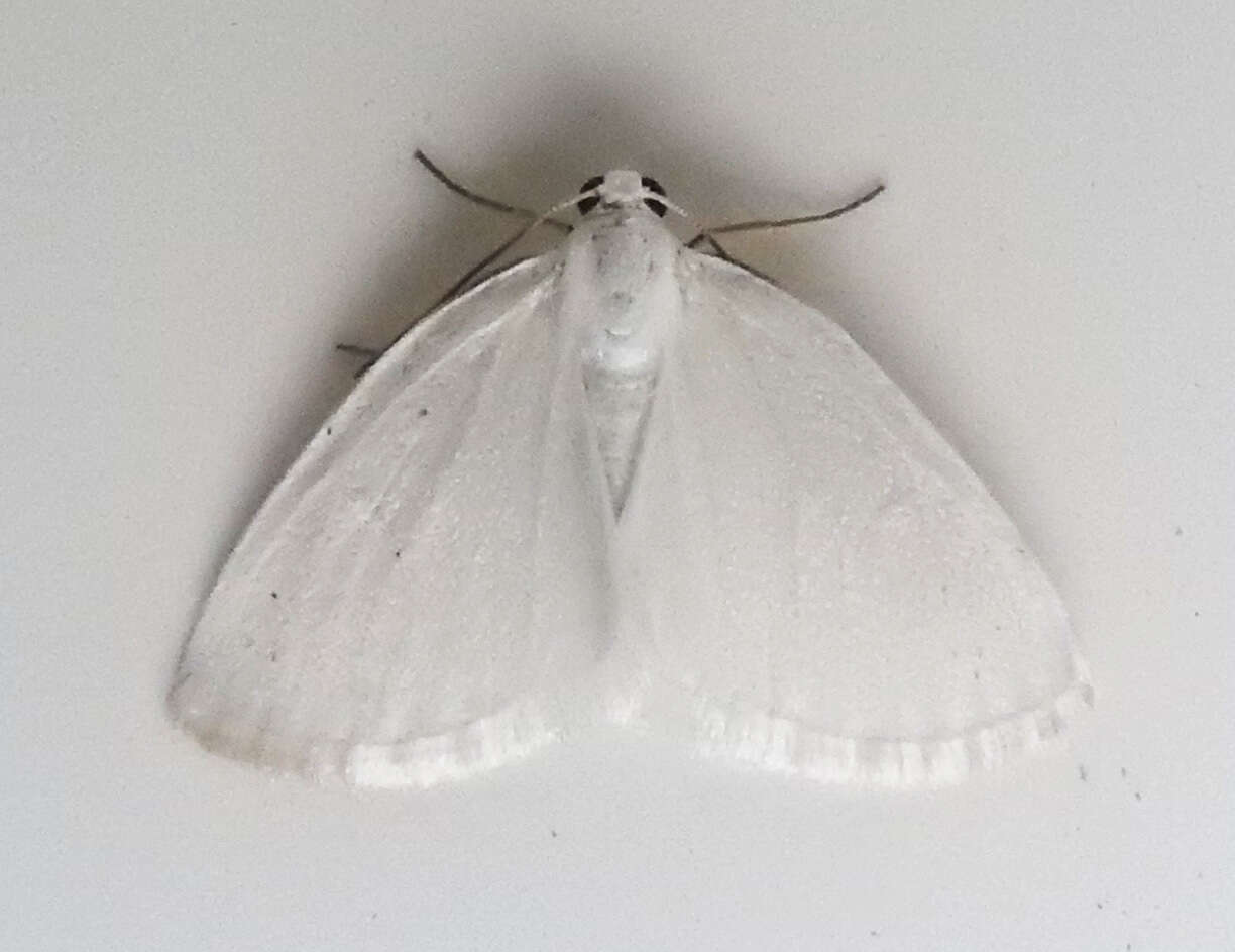 Image of White Spring Moth