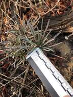 Image of Erysimum suffrutescens (Abrams) Rossbach