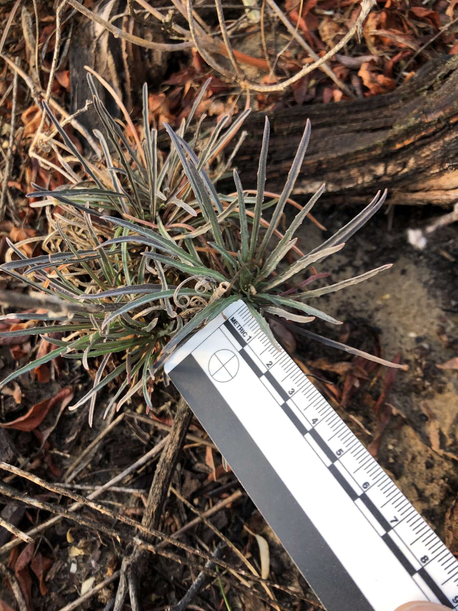 Image of Erysimum suffrutescens (Abrams) Rossbach