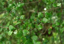 Image of Nothofagus solandri (Hook. fil.) Oerst.