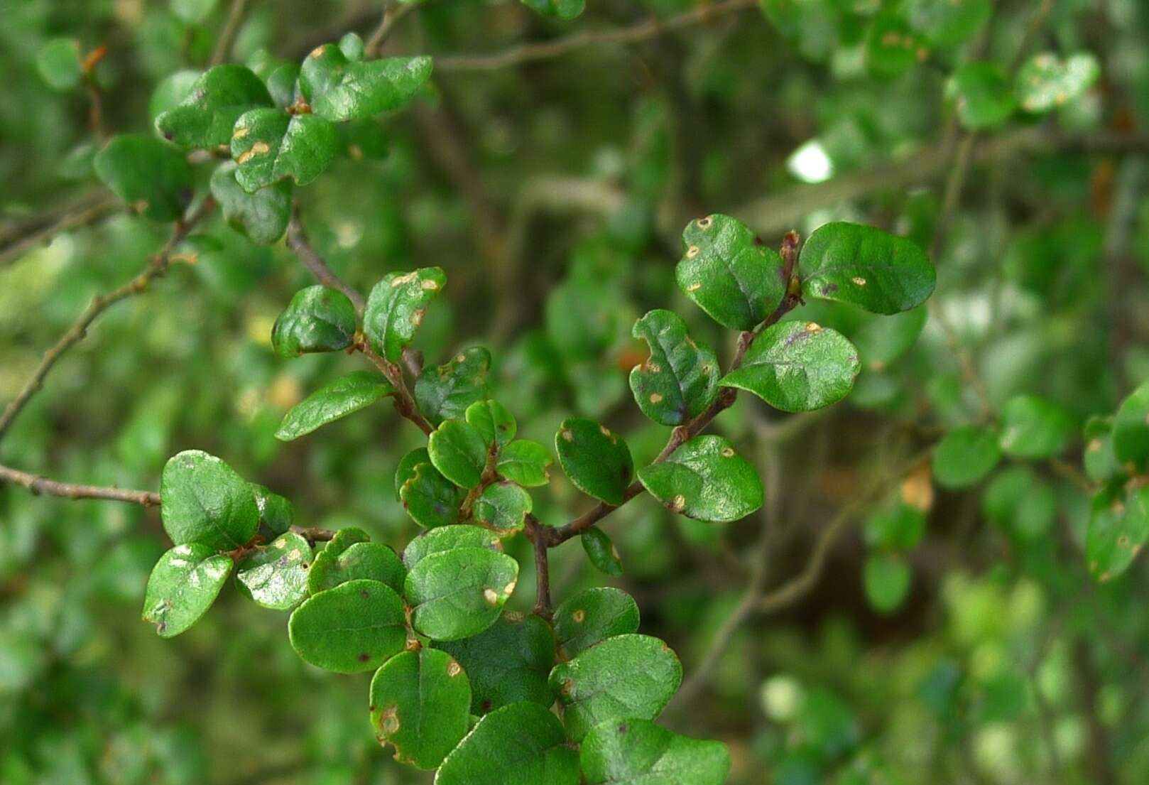 Image of Nothofagus solandri (Hook. fil.) Oerst.