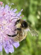 Image of Brown-banded carder bee