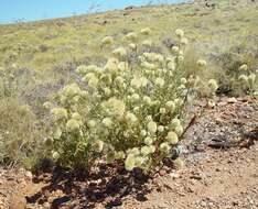 Ptilotus clementii (Farmar) Benl的圖片