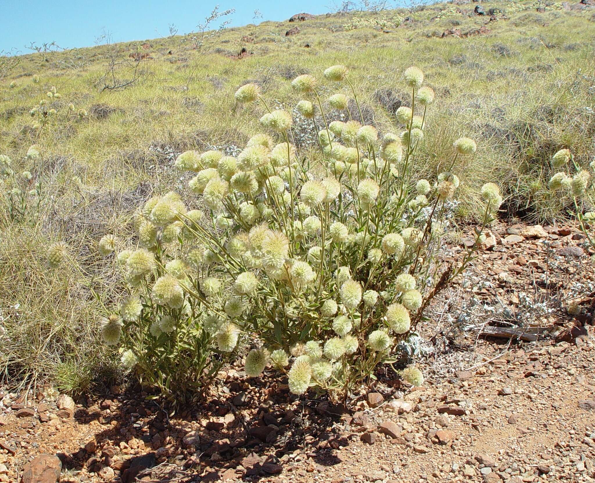 Image of Ptilotus clementii (Farmar) Benl