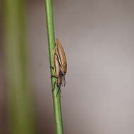 Plancia ëd Eurispa albipennis (Germar 1848)