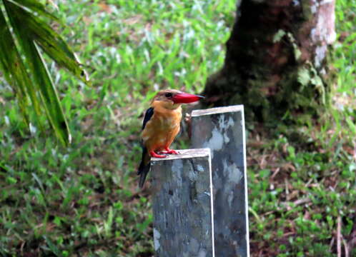 صورة Pelargopsis capensis innominata (Van Oort 1910)