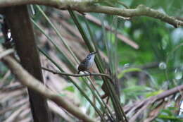 Image of White-breasted Wood Wren