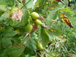 Image of Rosa glabrifolia C. A. Mey. ex Rupr.