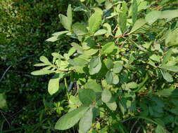 Imagem de Lonicera caerulea var. cauriana (Fern.) Boivin