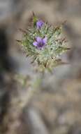 Image of Honey-Scented Pincushion-Plant