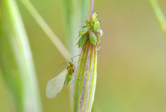 Image of English Grain Aphid