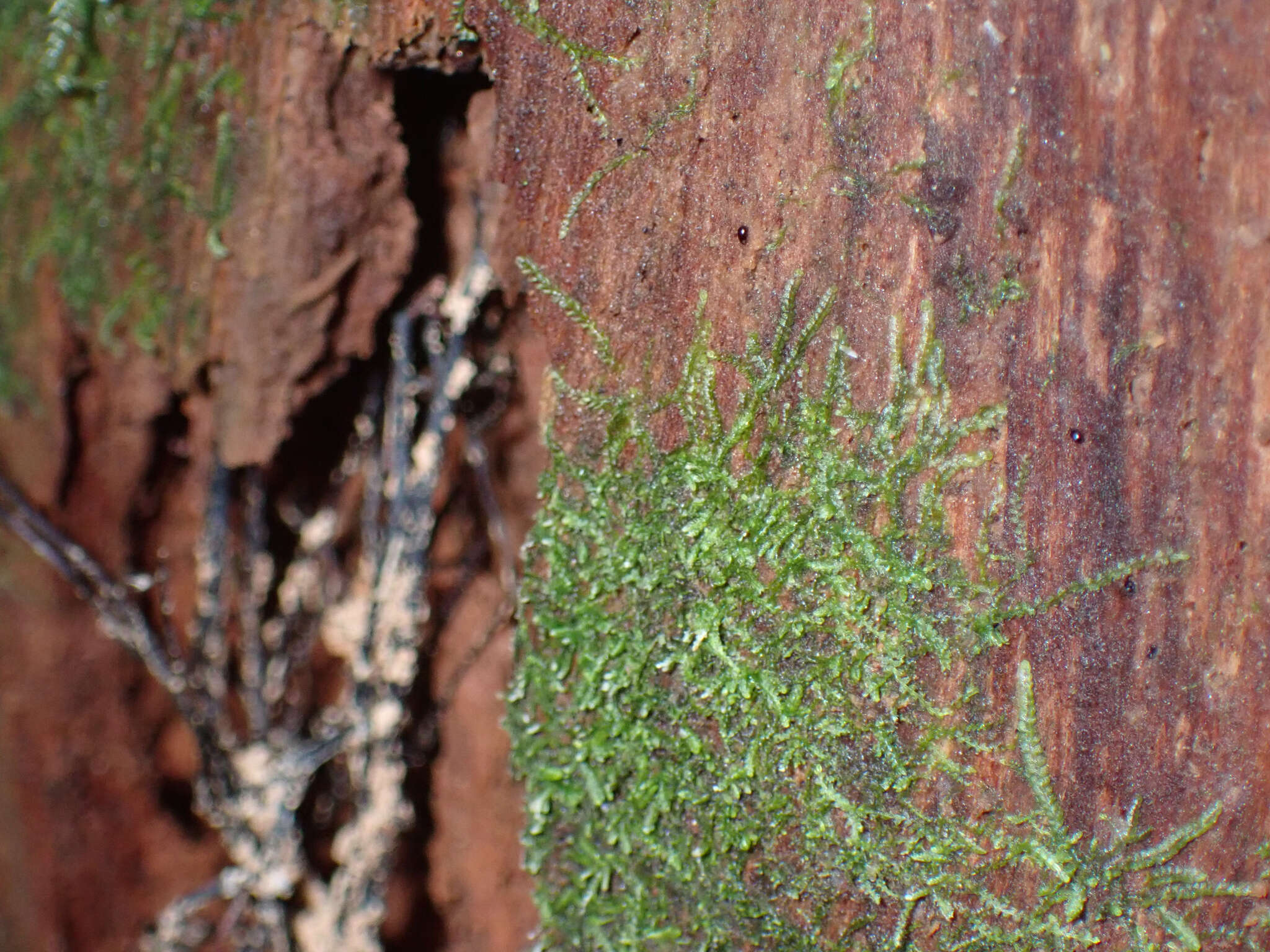 Sivun Fuscocephaloziopsis pleniceps (Austin) Vána & L. Söderstr. kuva