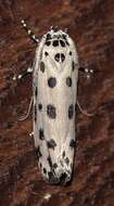 Ethmia sphaerosticha Meyrick 1886的圖片