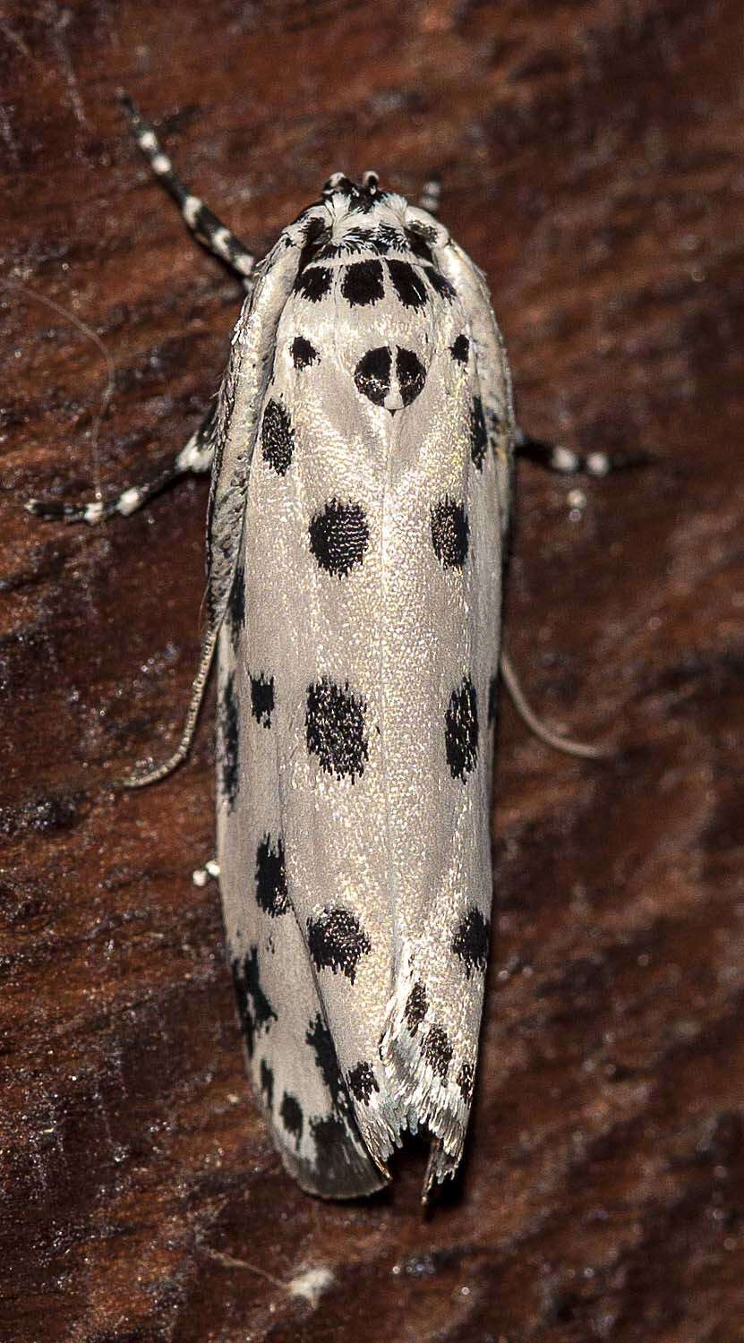 Image of Ethmia sphaerosticha Meyrick 1886